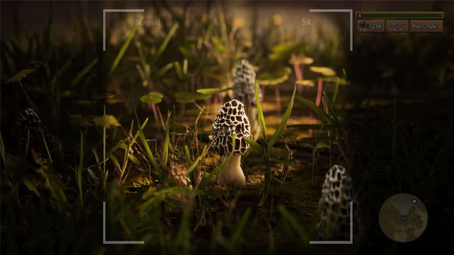 羊肚菌：狩猎/Morels: The Hunt